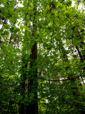 Maple Forest Vancouver.jpg