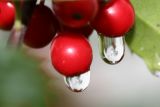 Water Drops on Holly