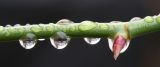 Drops on Rose Bush