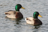 December 14, 2006<BR>Mallard Ducks