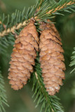 Pine Cone Macro