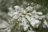 December 30, 2006<BR>Snow on Pine