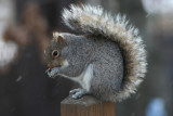 February 10, 2007<BR>Squirrel and Snow