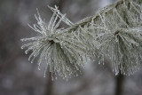 March 2, 2007<BR>Icy Pine