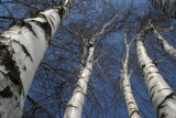 March 22, 2007<BR>Birch Tree