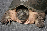 Snapping Turtle<BR>April 24, 2007