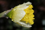 Daffodil Macro<BR>April 25, 2007