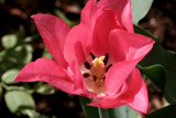 Pink Tulip<BR>May 8, 2007