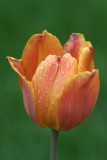 Wet Tulip<BR>May 15, 2007