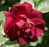 Red Rose<BR>June 10, 2007