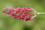 Red Wild Flower