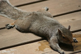 Live Squirrel Skin Rug<BR>July 29, 2007