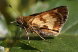 Moth Macro<BR>August 8, 2007