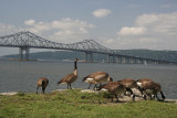 Geese and Bridge