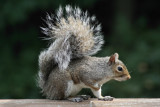 Squirrel<BR>September 14, 2007