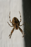 Spider<BR>September 26, 2007