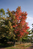 Maple Tree<BR>October 9, 2007