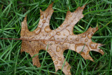 Oak Leaf<BR>October 11, 2007