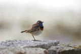 Bluethroat (Luscinia svecica)