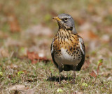 Fieldfare (Turdus pilaris)