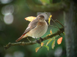 Common Redstart (Phoenicurus phoenicurus)