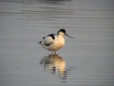 Avocet (Recurvirostra avosetta)