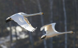 Whooper Swan (Cygnus cygnus)