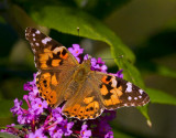 Tistelfjäril (Cynthia cardui)