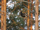 Black Grouse (Tetrao tetrix)