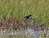 House Martin (Delichon urbica)