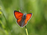 Violettkantad guldvinge (Lycaena hippothoe)