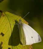 Rovfjril (Pieris rapae), hane