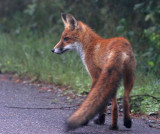 Red Fox (Vulpes vulpes)