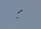 Steppe Eagle & White-tailed Eagle