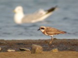 Greater Sand Plover (Charadius leschenaultii)