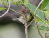 Pine Warbler (Dendroica pinus)