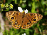 Mangrove Buckeye (Junonia evarete)