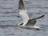 Royal Tern (Thalasseus maximus)