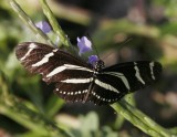 Zebra Longwing (Heliconius charitonius)
