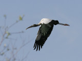 Wood Stork (Mycteria americana)
