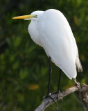 Great Egret (Ardea alba egretta)