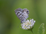 Cassius Blue (Leptotes cassius)