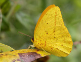 Large Orange Sulphur (Phoebis agarithe)