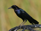 Boat-tailed Grackle (Quiscalus major)