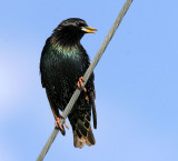 European Starling (Sturnus vulgaris)