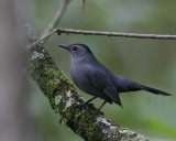 Gray Catbird (Dumetella carolinensis)