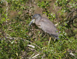 Yellow-crowned Night-Heron (Nyctanassa violacea)