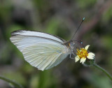 Great Southern White (Ascia monuste)