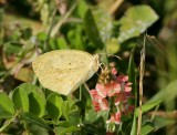 Barred Sulphur (Eurema daira)