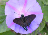 Mangrove Skipper (Phoicides pigmalion)